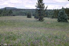 Purple flowers and kame near Owen Lake
