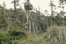 Spruce burl tree at southern area of Mabens Beach