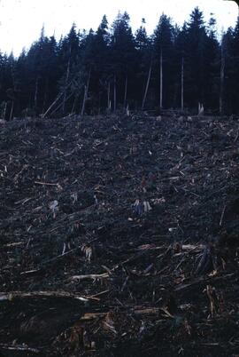 Forest harvesting in the Yakoun River Valley