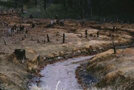 Mine waste in Mack Creek, Majorville