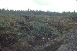 Forest harvesting in the Yakoun River Valley