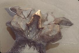 Whale vertebrae on beach at Tow Hill