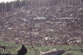 Recent slash burning in Nimpkish Valley