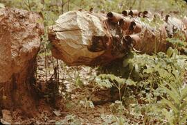 Birch tree chewed by beaver
