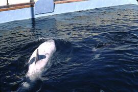 White orca "Chimo" at Sealand of the Pacific