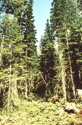 Heavy residual basal area, Summit Lake