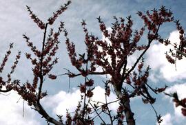 Peach blossoms in Shanboolard