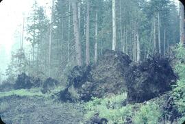 Blown over trees at Natlan Creek