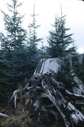 Stump in Yakoun River Valley