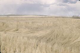 Wheat over winter in Prespatou