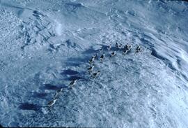 Caribou herd on Zechtoo Mountain