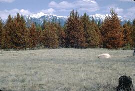 Pine tree needle blight at Kimberley Airport