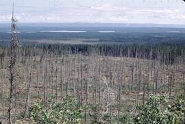 Logging in Vanderhoof basin at Corkscrew Creek