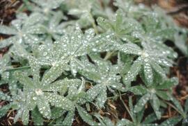 Dew on foliage at Alice Ridge