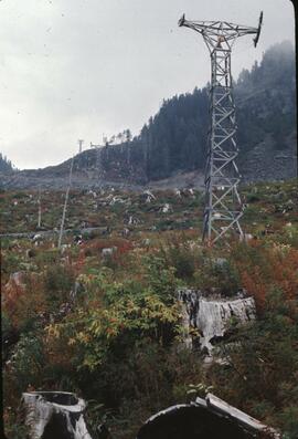 Power lines, tree stumps and Red Elderberry at Bohan Mountain