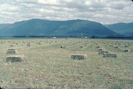Hay bales in field near Creston