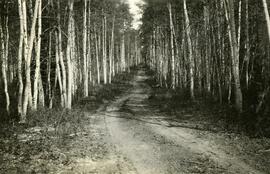Perspective along the telegraph road near Fort Fraser