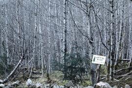 Alder in MacMillan Bloedel plantation in the Yakoun River Valley