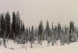 View of progress at Summit Lake Selection Trial