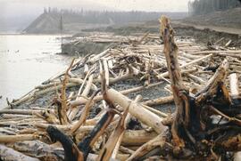 Debris on beach at Williston Lake