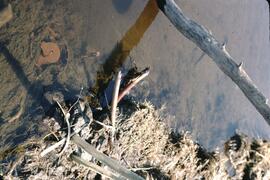 Beaver trap at Boundary Lake