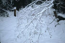 Snow on spruce branch in Coquitlam