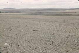Summer fallow at Kilkerran