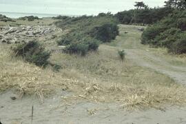 Windswept spruce on dunes near Masset