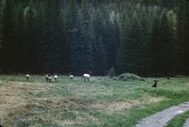 Elk herd, Kootenay Crossing