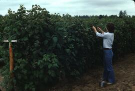 Woman picking berrries near Langley