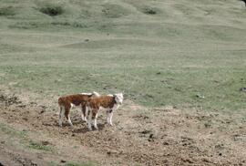 Calves on range at Ellison