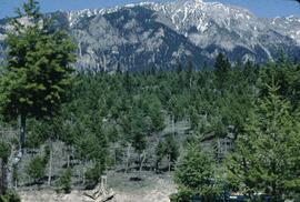 Christmas tree plantation near Radium
