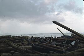 Piles of washed up logs on beach at Coal Creek on the West Coast Trail