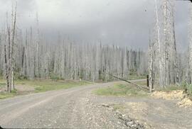 Ghost forest at Burrage Creek