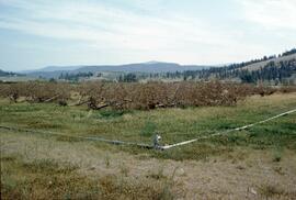 Bulldozed orchard trees in Kelowna