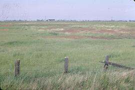 Salty spots in pasture in Delta