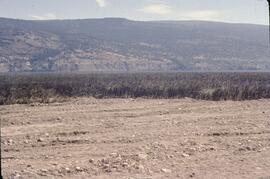 Marsh fill on Okanagan Lake