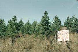 Christmas tree farm