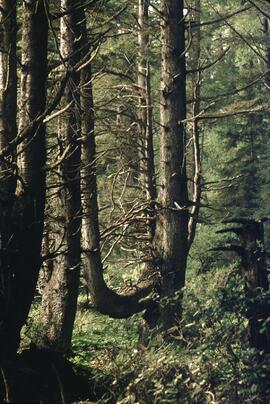 Forest at Mabens Beach
