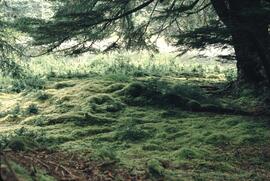Old Haida village site at Anthony Island
