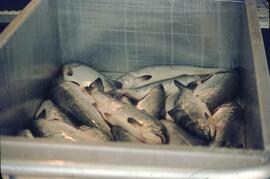 Fish in icebox at Cassiar Cannery in Port Edward