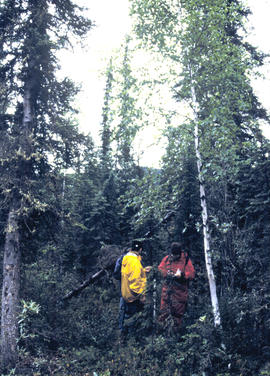 Intact forest above thaw slump