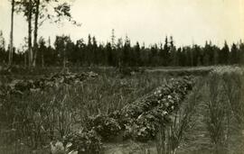 Vegetable garden, Fort Fraser
