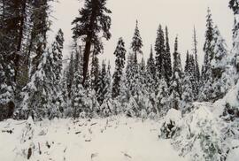 Post-logging view south of plots 27 and 21 at Summit Lake Selection Trial