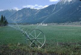 Wheel sprinkler irrigation at Steeples Ranch near Bull River
