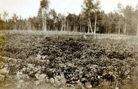 Large crop of potatoes
