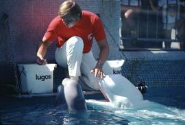 Feeding a beluga whale at Vancouver Aquarium