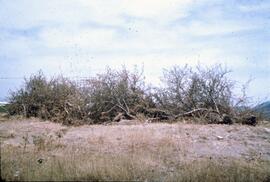 Bulldozed orchard trees in Kelowna