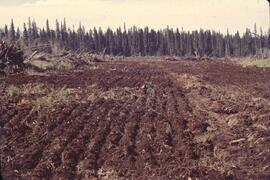 New cultivation and seed drilling near Fort Nelson