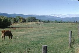Cow, farmland and mountains near Telkwa